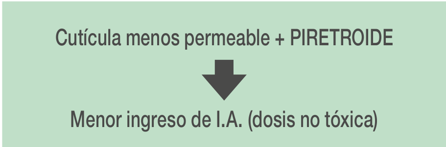 cuticula-menos-permeable