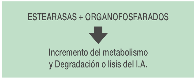 estereasas
