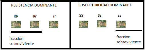fraccion-sobreviviente
