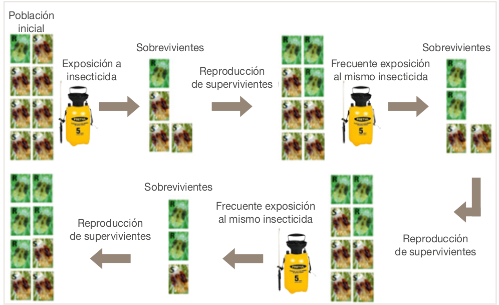 proceso-genetico