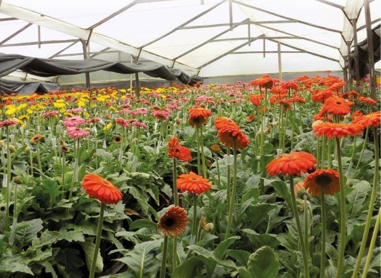 Cultivo de gerberas