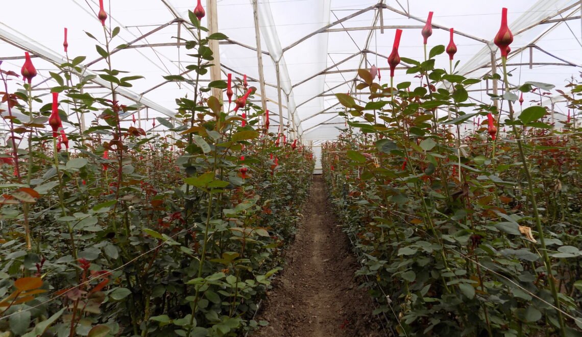 Invernadero de rosas con capuchón