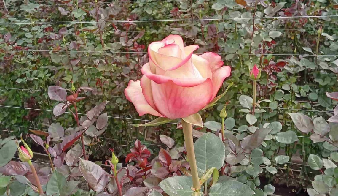 hermoso invernadero donde se muestran flores rosadas listas para el corte