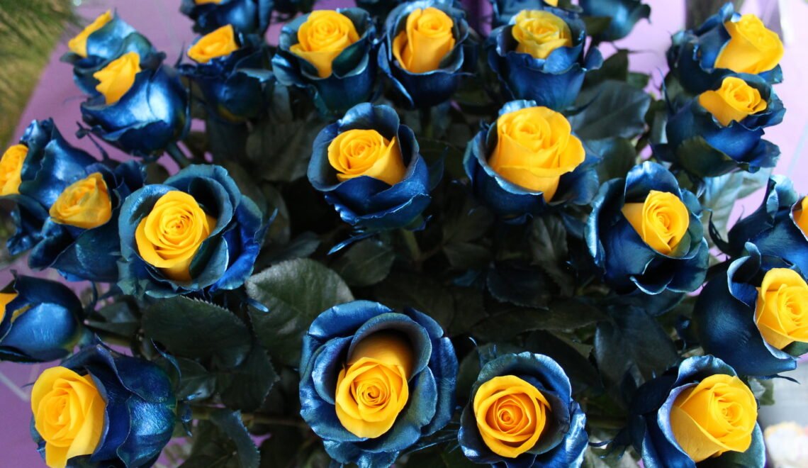 foto de rosas amarillas con petalos externos de color azul metalizado