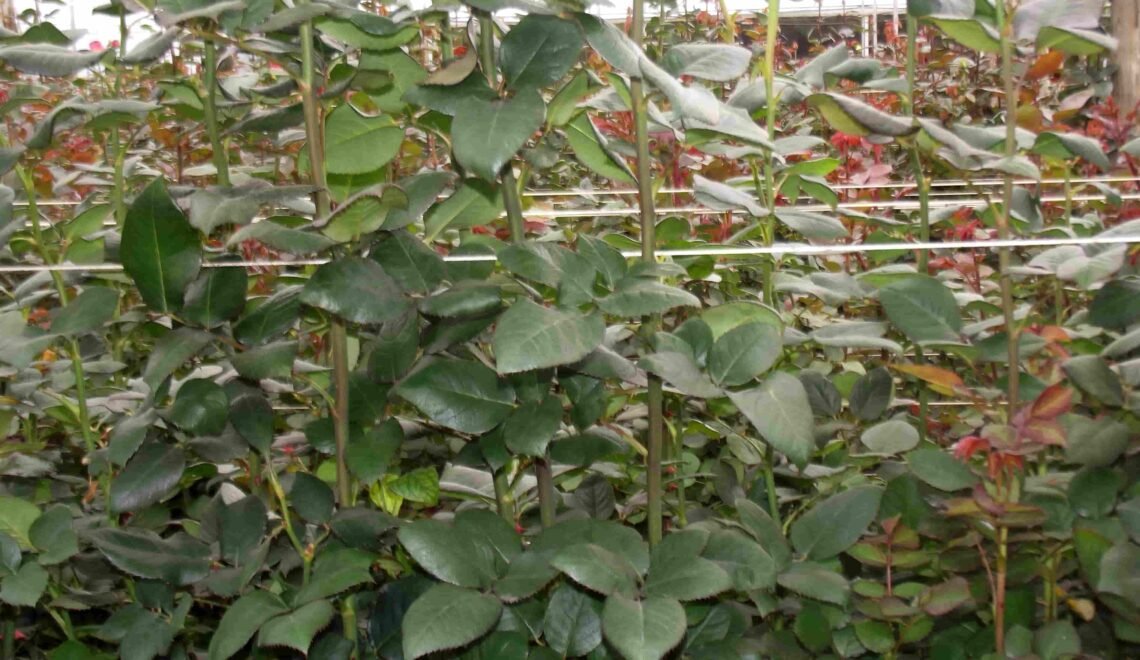 Manejo complementario pero eficiente de fuentes foliares para la correcta nutrición de las plantas.