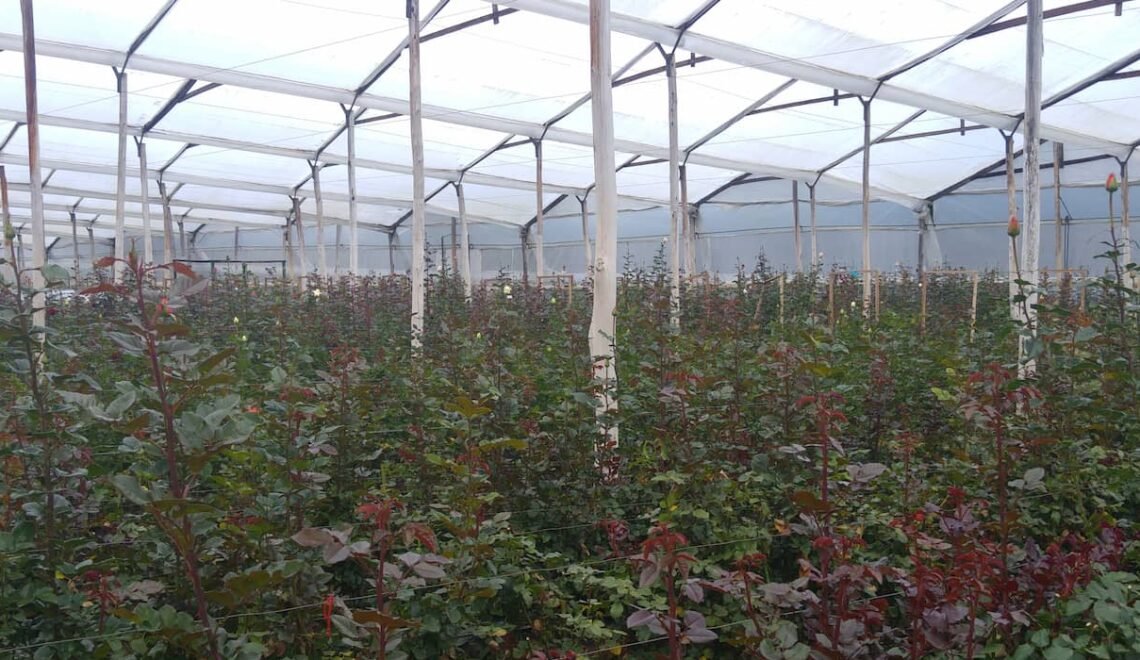 Los extractos vegetales son una de las mejores soluciones para proteger cultivos de rosas.
