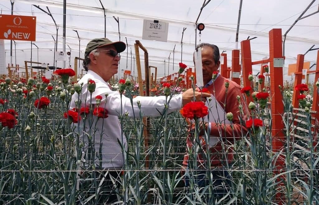 El pasado 28 de febrero visitamos la finca la Gaitana, donde tienen sus vitrinas los breeders Santamaría, Danziger y Dummen Orange, quienes mostraron sus nuevas variedades para el mercado floricultor colombiano.