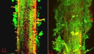 Formación de biofilm por cepas bacterianas, colonización de raíces de maíz etiquetadas con proteína fluorescente verde derivada de B. licheniformis DSM 5749, 3 días después de la inoculación. Imágenes cortesía de Bruce Black (FMC) y Harsh Bais (FMC, 2015).