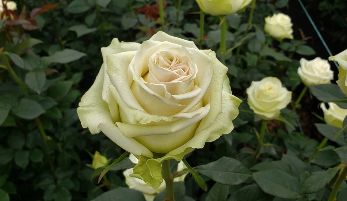 Cultivo de rosas blancas de producción y exportación, Seipasa productos agroquímicos.