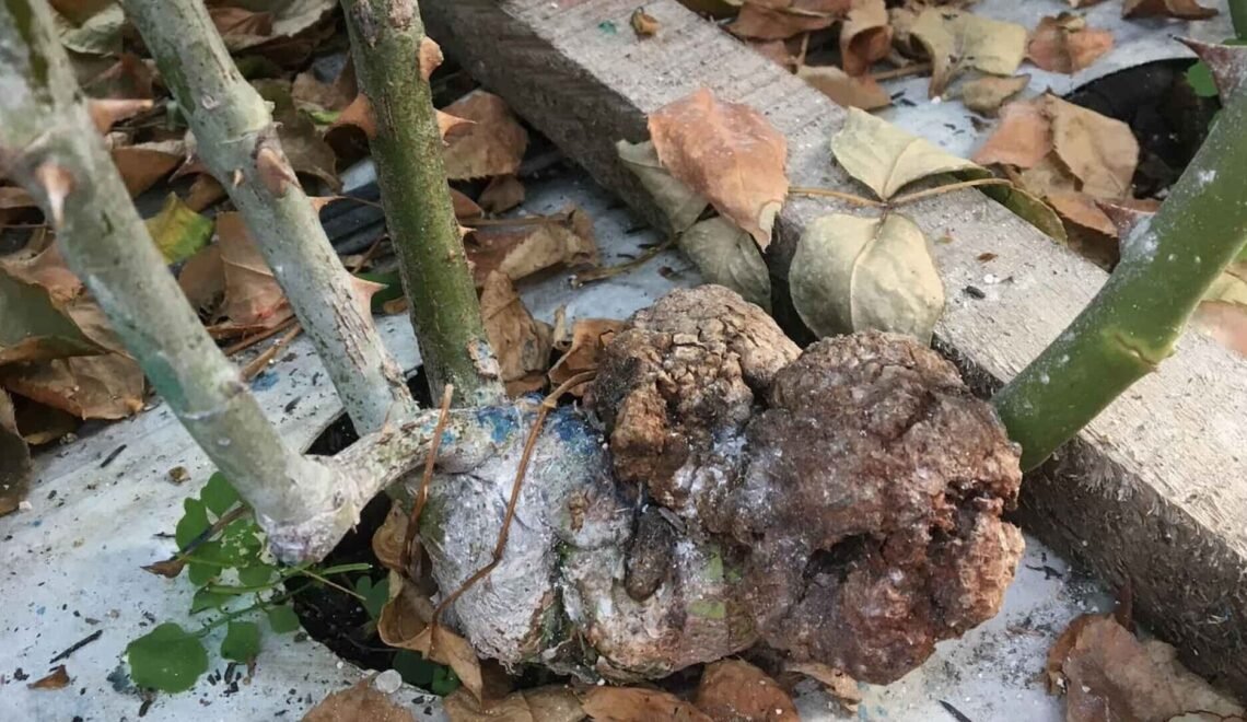 Tumores de la agalla formados por la bacteria Agrobacterium tumefaciens en los cultivos de flores.