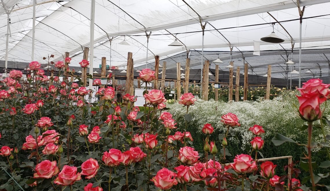 solución sostenible y efectiva para proteger tus rosas del mildeo polvoso de extractos vegetales
