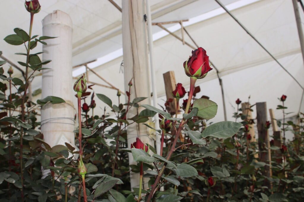 Cultivo de rosas bajo invernadero.