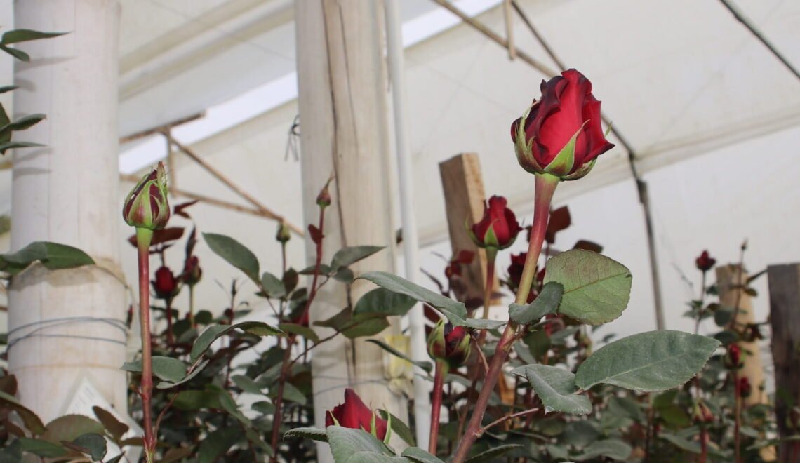 Cultivo de rosas bajo invernadero en procesos de crecimiento.