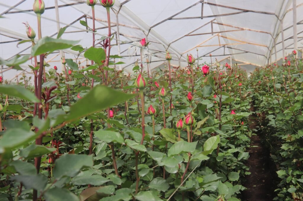 Cultivo de rosas bajo invernadero.

