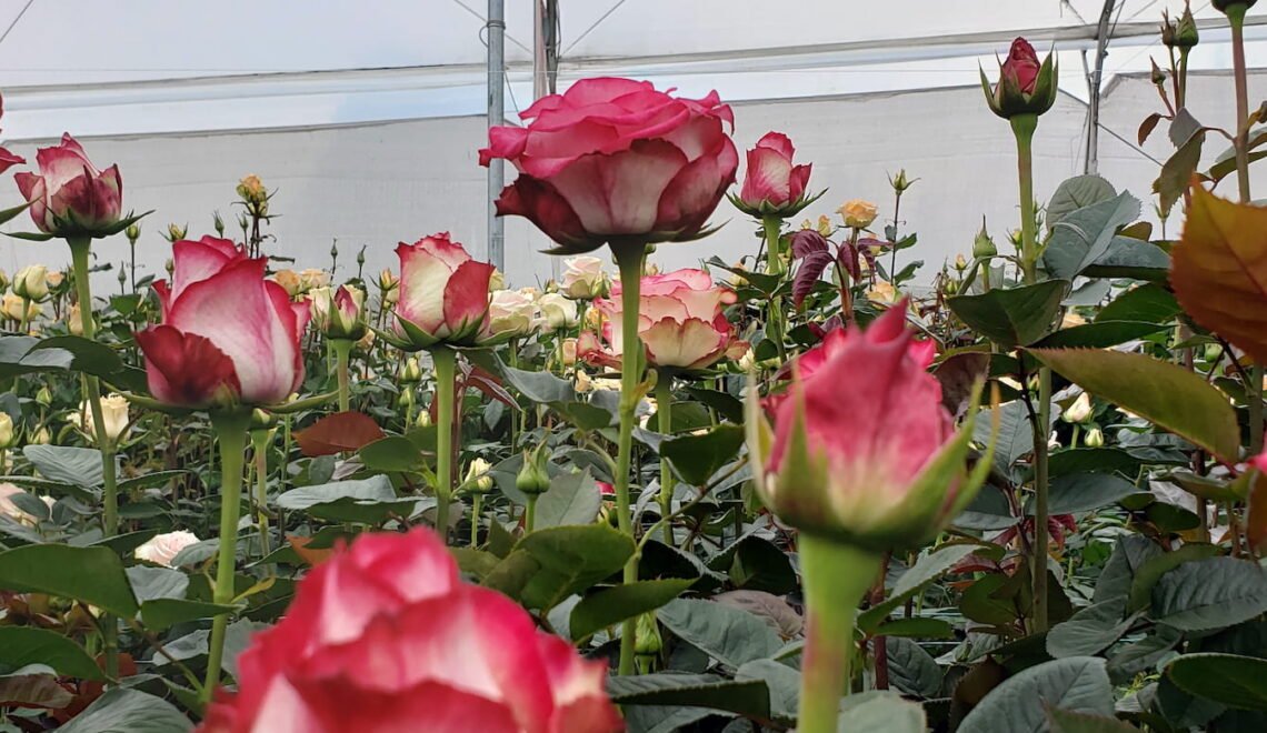 Cultivo de rosas rosadas