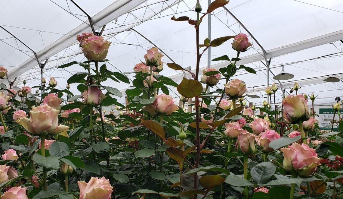 Cultivo de rosas rosadas bajo invernadero
