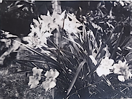 Plantas de Odontoglossum y Miltoniopsis