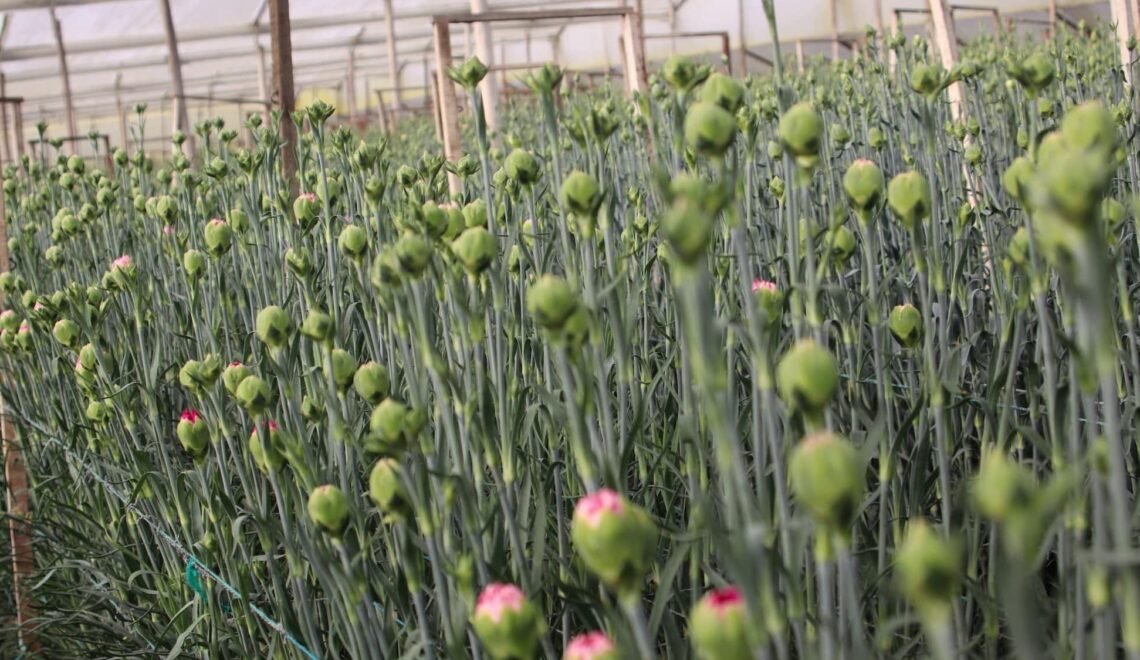 Cultivo bajo invernadero tratado con productos del portafolio SIKONBLEND.