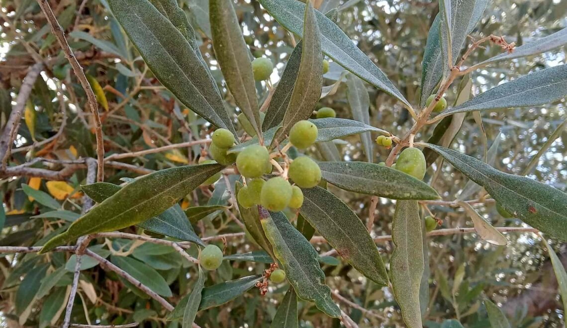 Árbol de olivos en la isla de Lesbos en Grecia, entrevista a Mijalis Vovou