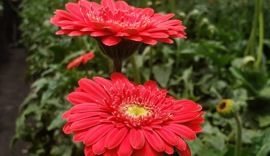 Cultivo de gerberas rojas, bajo invernadero, tratados con Nufosol para la absorción de fósforo por medio de las raíces.