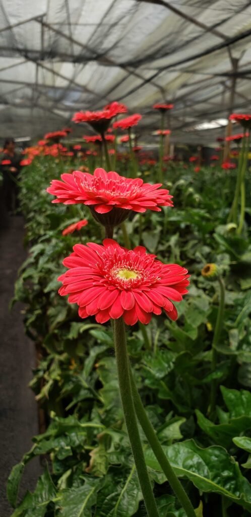 Cultivo de gerberas rojas, bajo invernadero, tratados con Nufosol para la absorción de fósforo por medio de las raíces. 