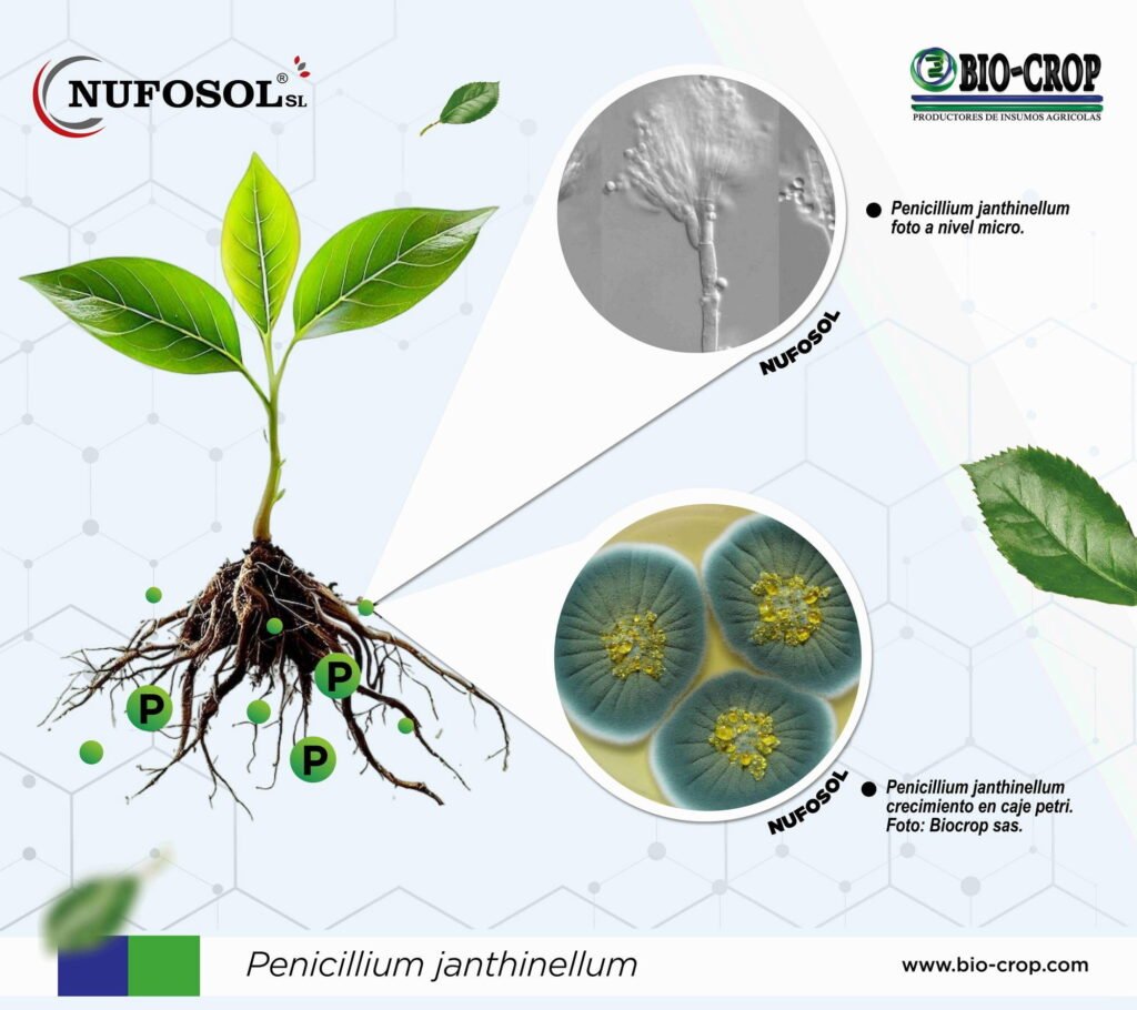 Esquema gráfico de Nufosol por la empresa Bio-crop.