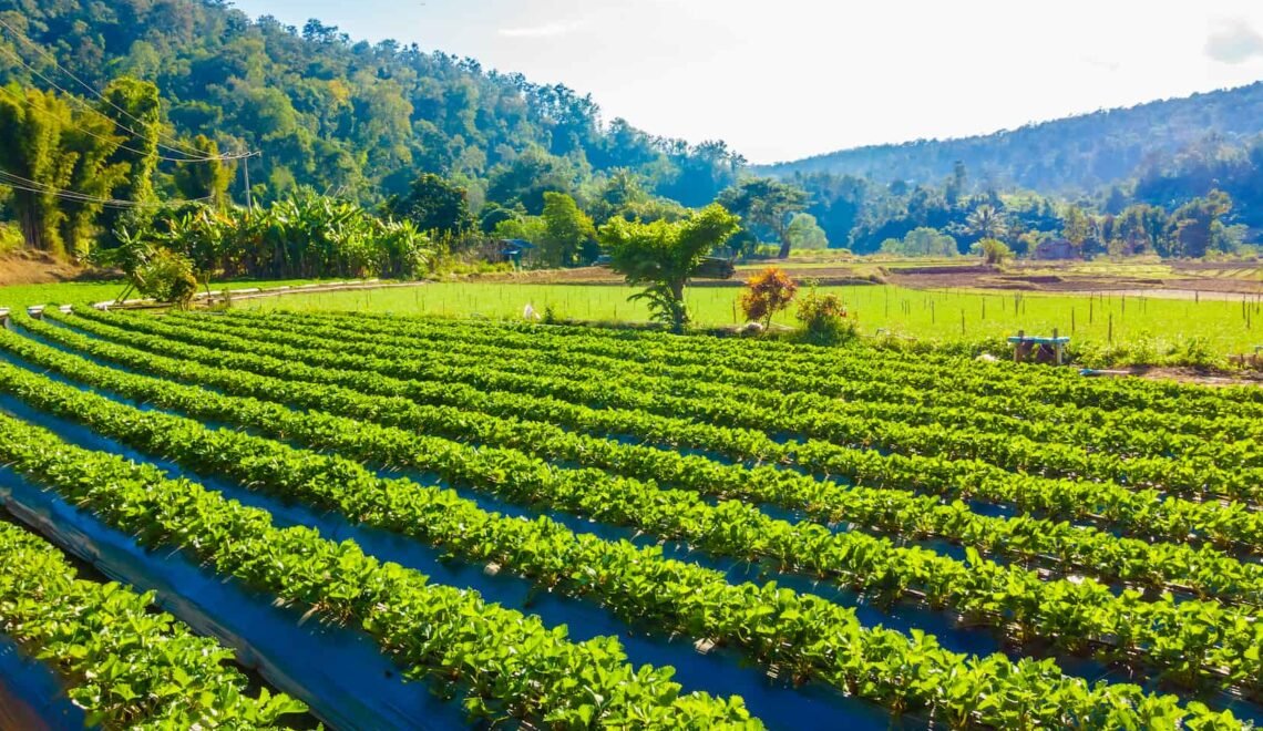 Cultivo de fresas tratadas con la linia de nutrición de Grupo SYS, fertilizantes quelatados