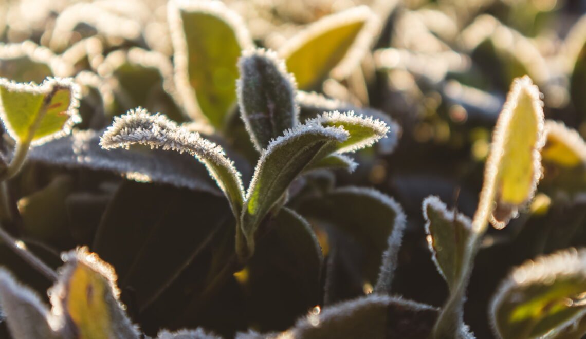 Plantas con hielo en sus hojas, efecto de los cambios extremos de temperatura.