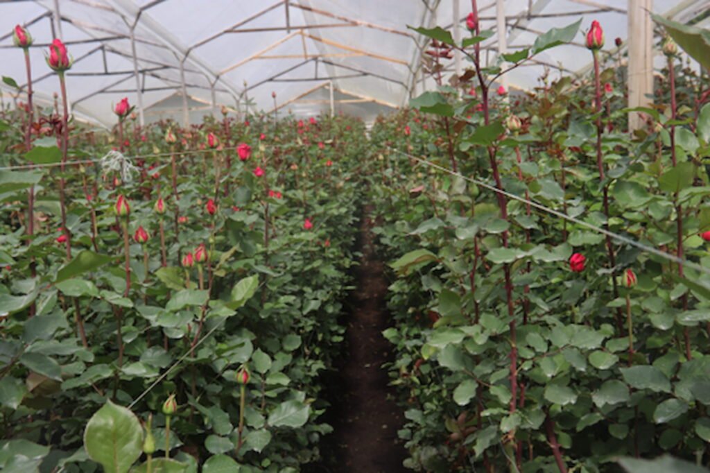Cultivos de rosas rojas, bajo invernadero, tratas con Sikonfert Azufre