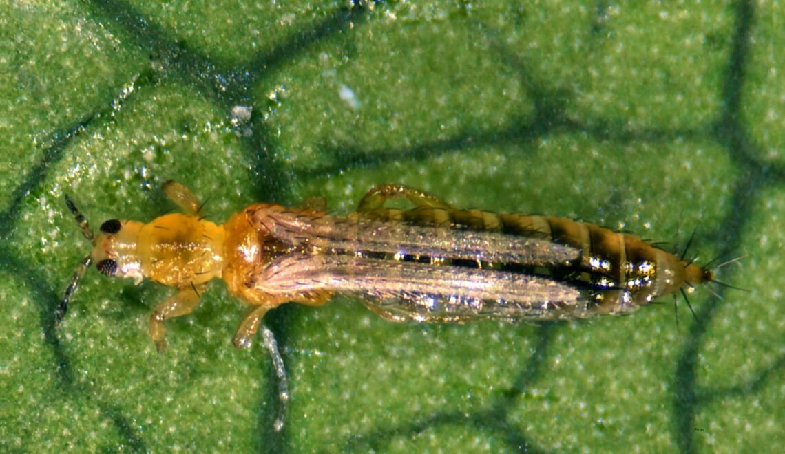 Thrips en la etapa adulta sobre una hoja dentro de un cultivo bajo invernadero.