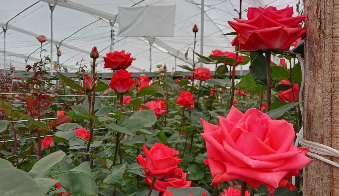 Cultivo de rosas rojas, bajo invernadero.