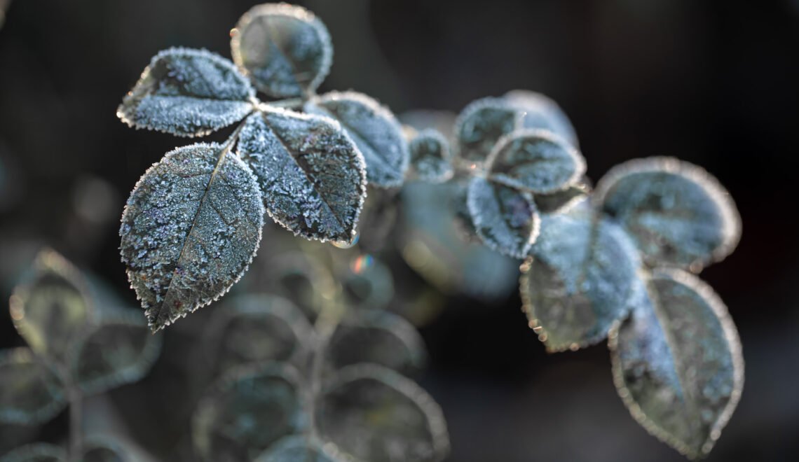 Cultivo con hielo en las hojas debido a bajas temperaturas o heladas.