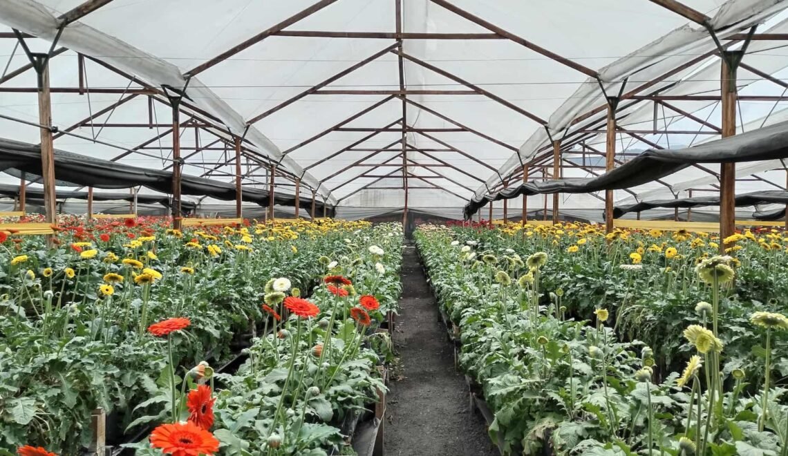 Cultivo de gerberas.