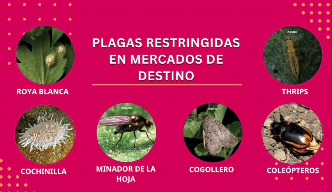 Plagas restringidas en mercados de destino.