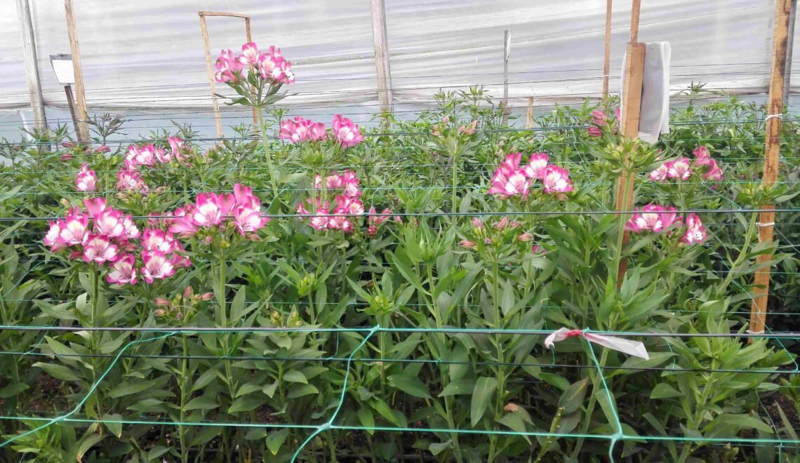 Cultivo de Astromelias bajo invernadero