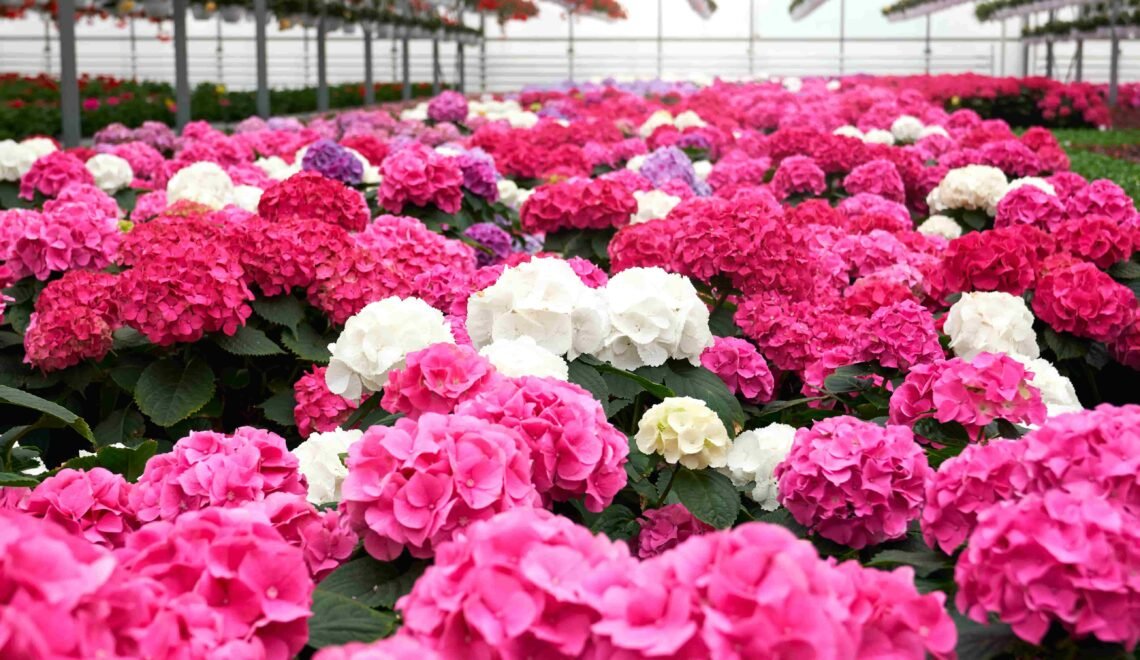 Cultivo de hortencias rosadas y blancas en invernadero