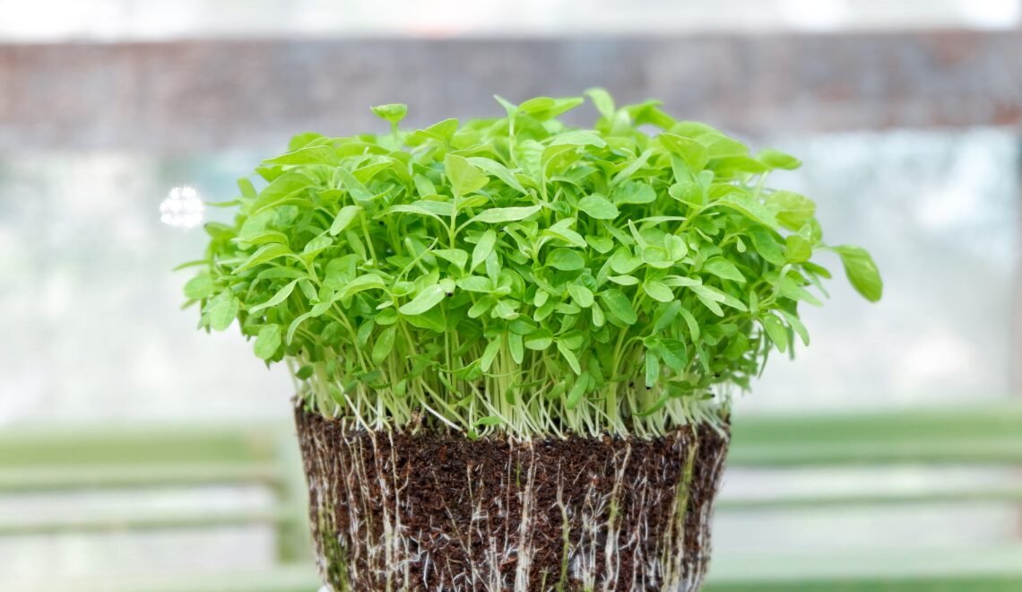 Raíces planta en invernadero