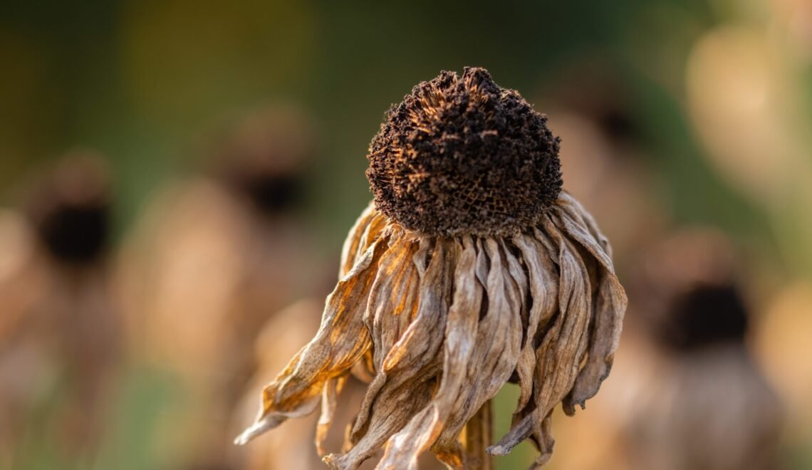 Girasol seco por el cambio climático.