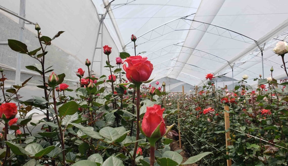 AGROSAVIA cultivo rosas