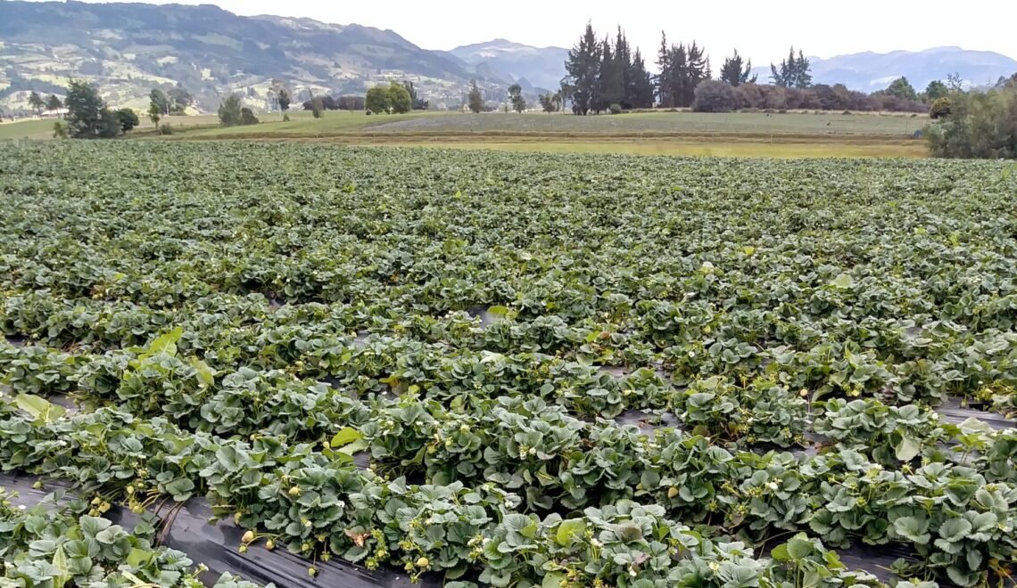 Uso de los metabolitos PLYMAG