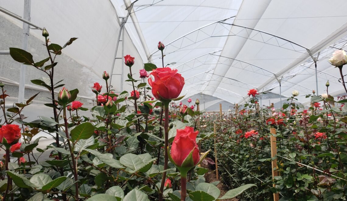 Cultivo Agrosavia bioinsumos