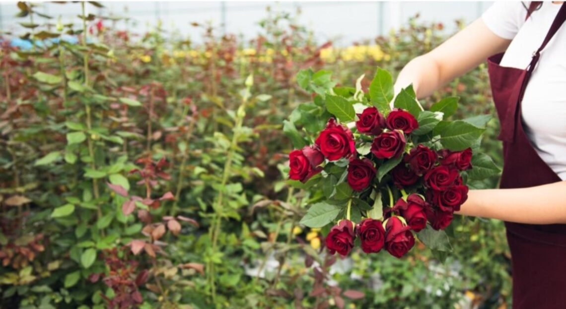 Exportación rosas San Valentín