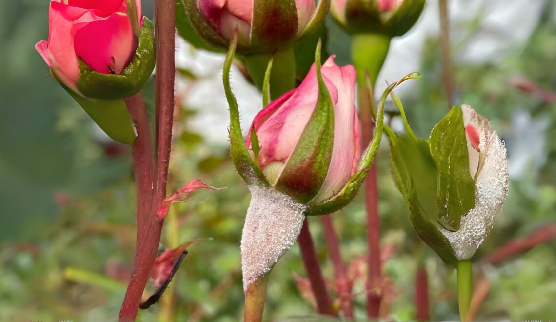 Rosas con Mildeo polvoso