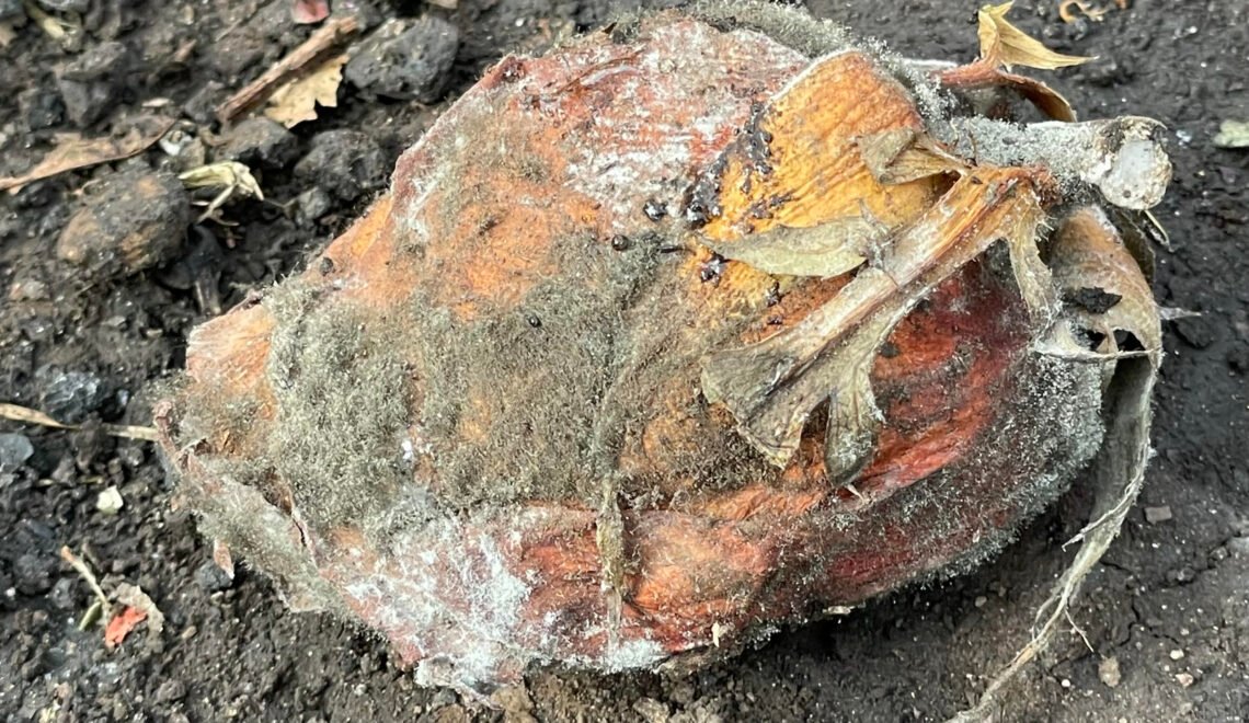 Botrytis en rosa avanzada