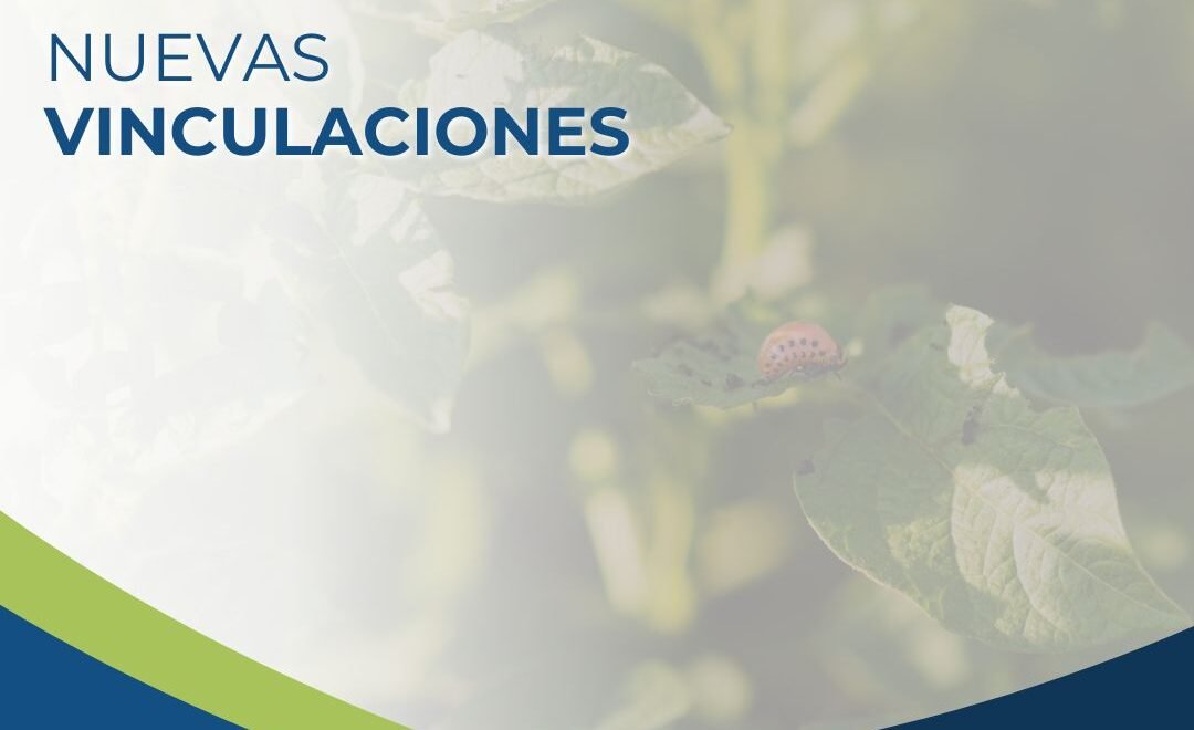Nuevas vinculaciones