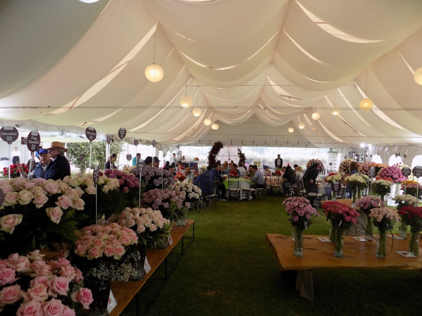 Open House Plantador