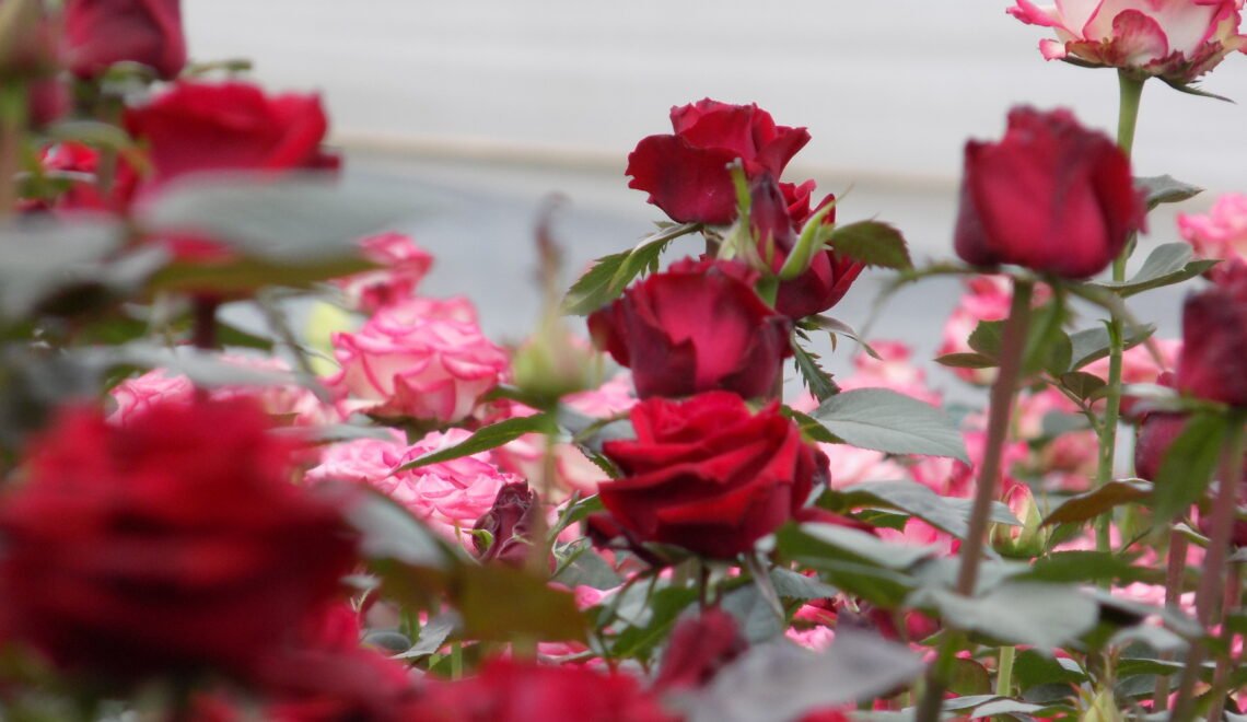 Cultivo de rosas Pirecris