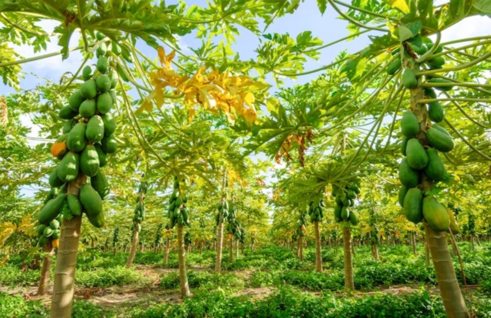 Cultivo de Papaya