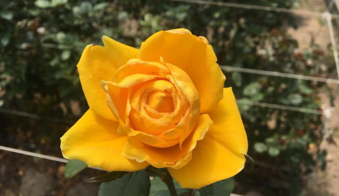 Rosa con Thrips