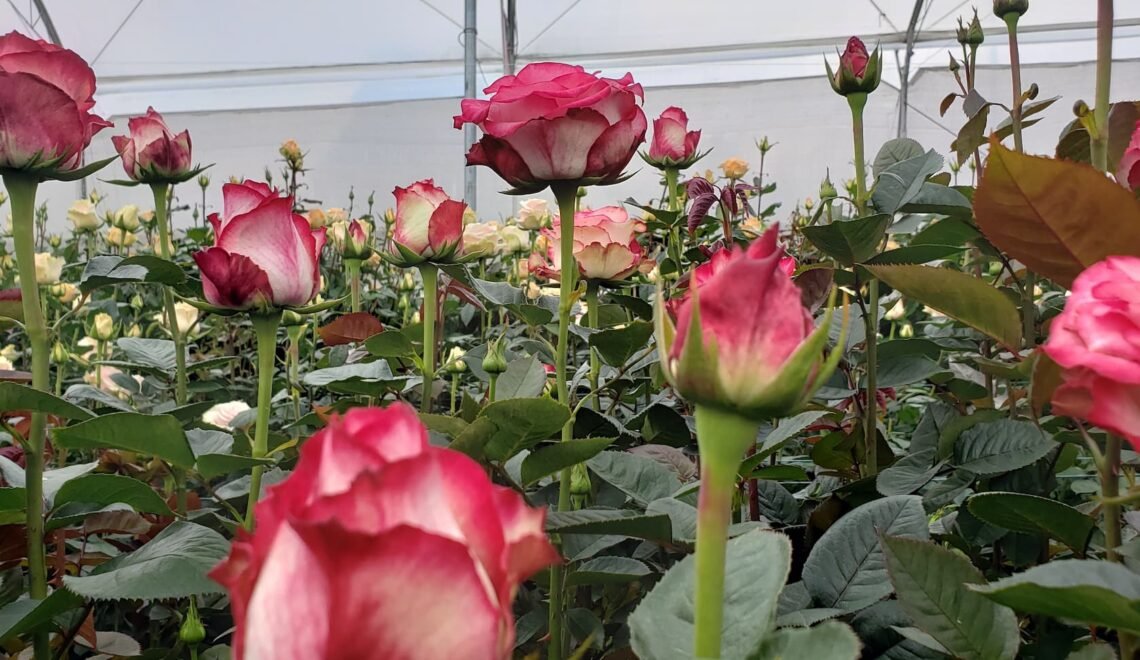 Cultivo de rosas rosadas